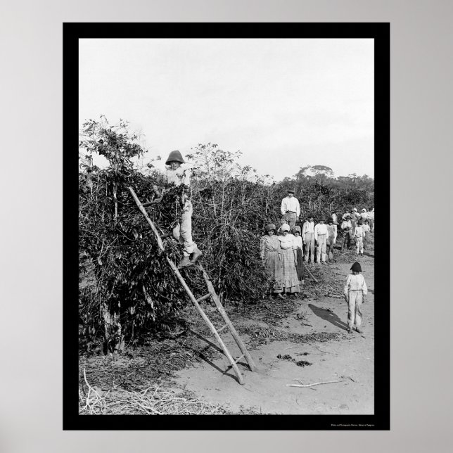 Affiche Pickers à café au Brésil 1911 (Devant)