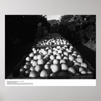 Affiche Picking Citrus, janvier 1956 par Ansel Adams