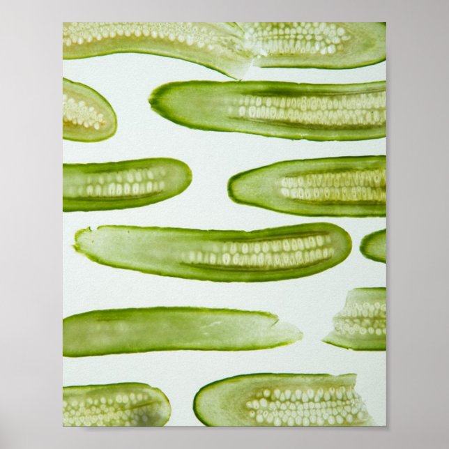 Affiche Pickles Green (Devant)
