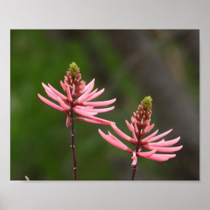 Affiche Pics de fleurs roses Photographie de la nature