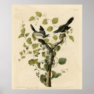 Affiche Pie-grièche migratrice des oiseaux d'Amérique d'Au