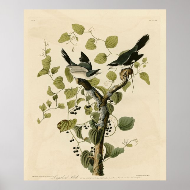 Affiche Pie-grièche migratrice des oiseaux d'Amérique d'Au (Devant)