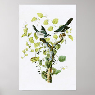 Affiche Pie-grièche migratrice John Audubon Oiseaux d'Amér