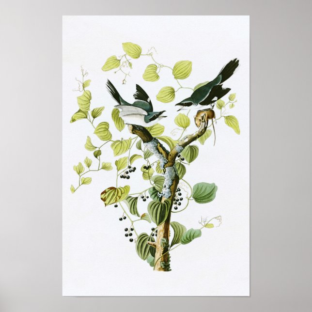 Affiche Pie-grièche migratrice John Audubon Oiseaux d'Amér (Devant)