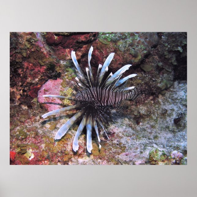 Affiche Pièces détachées (Devant)