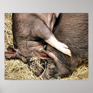 AFFICHE PIÈCES FRAÎCHES