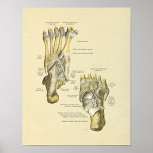 Affiche Pied Anatomie Bones Joints Imprimer