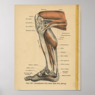Affiche Pied de jambe d'impression d'anatomie d'Allemand