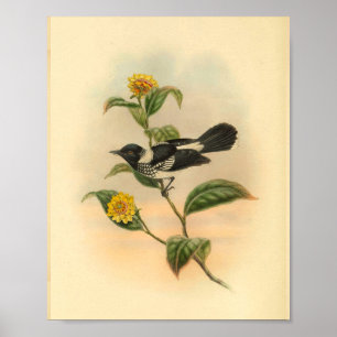 Affiche Pied Flycatcher Black Bird Vintage Imprimer