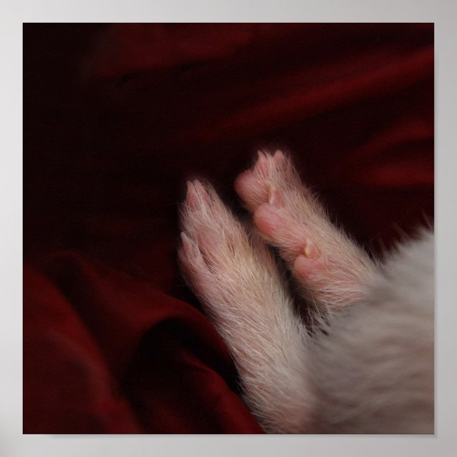 AFFICHE PIEDS (Devant)