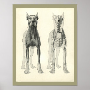 Affiche Pieds de crâne de chien Squelette Muscle Anatomie