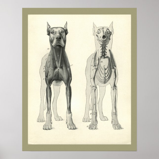 Affiche Pieds de crâne de chien Squelette Muscle Anatomie  (Devant)