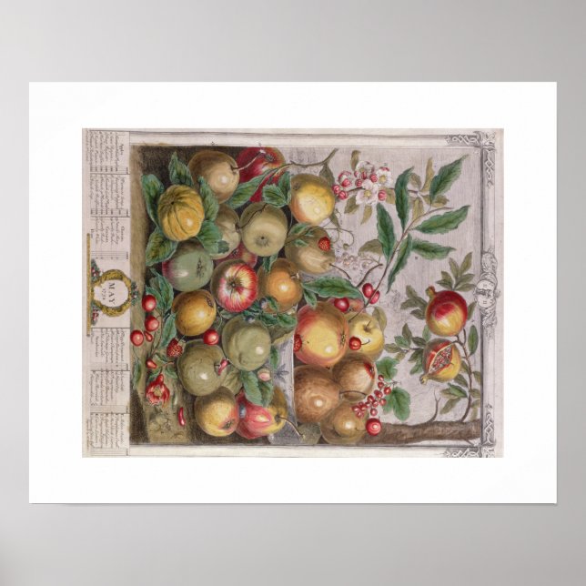 Affiche Pieter Casteels, douze mois de fruits, mai (Devant)