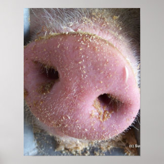 Affiche Pig rose gros plan photo