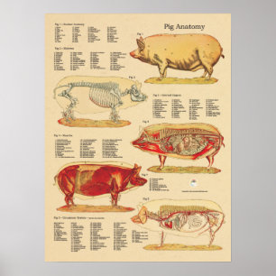 Affiche Pig Veterinary Anatomy Chart