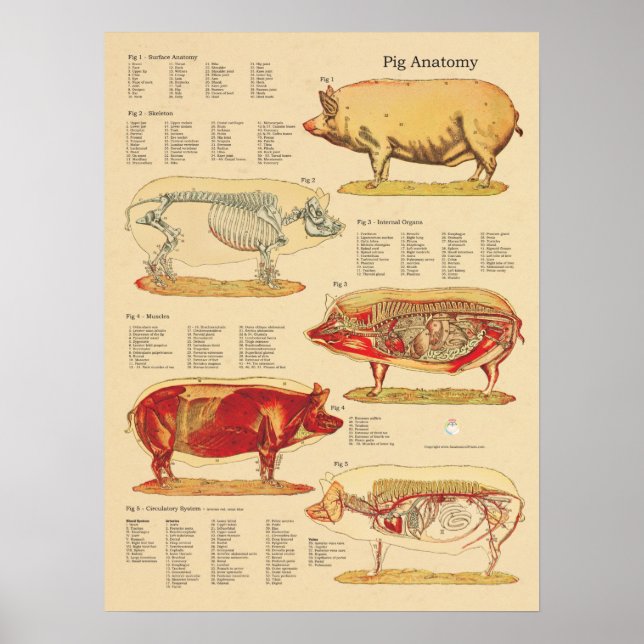 Affiche Pig Veterinary Anatomy Chart (Devant)