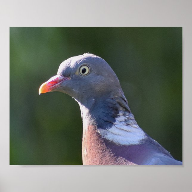 Affiche Pigeon (Devant)