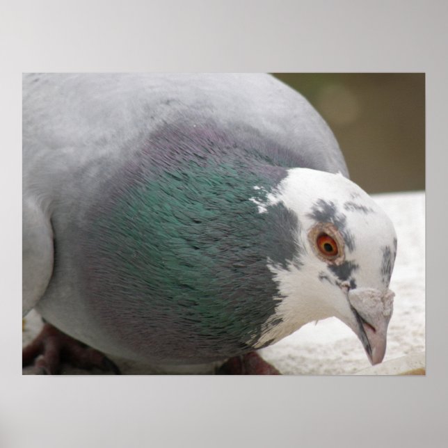 Affiche Pigeon (Devant)