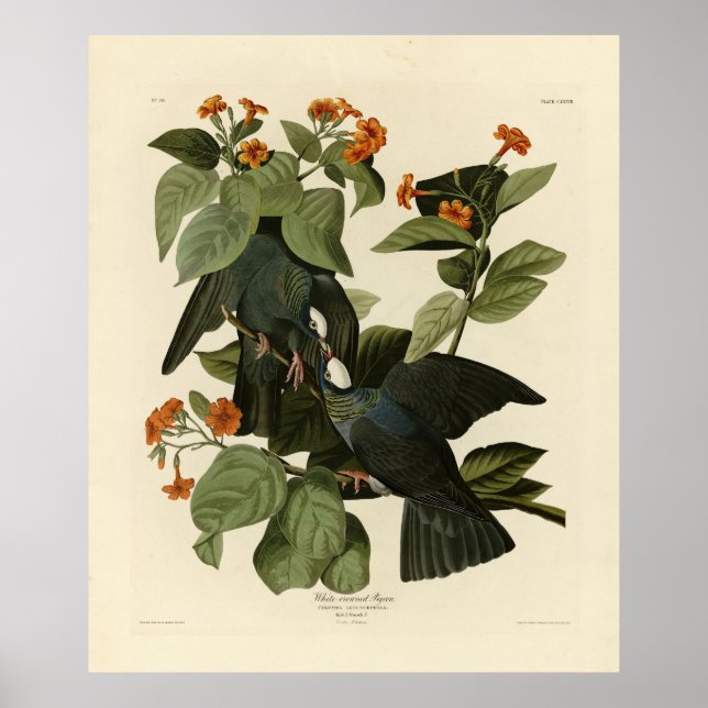 Affiche Pigeon à couronne blanche - Audubon's Birds of Ame (Devant)