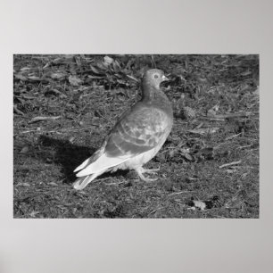 Affiche Pigeon à Roath Park Lake Cardiff (BW)