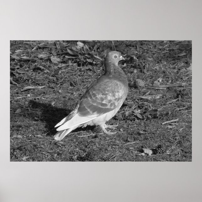 Affiche Pigeon à Roath Park Lake Cardiff (BW) (Devant)