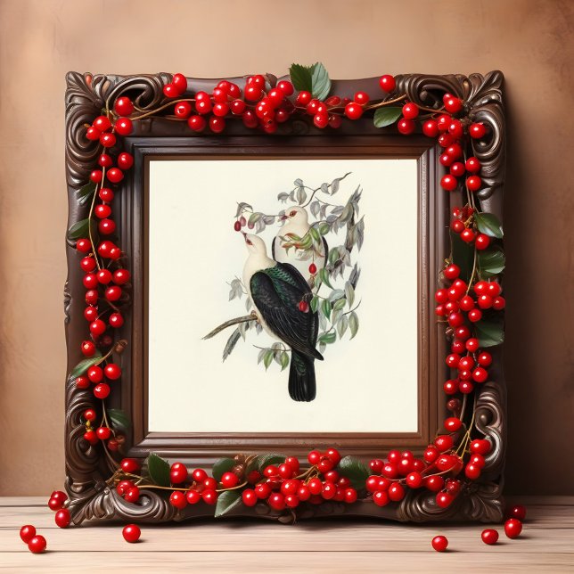 Affiche Pigeon à tête blanche, Vintage (Créateur téléchargé)