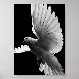 Affiche Pigeon blanc