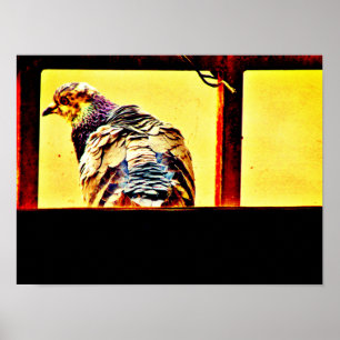 Affiche Pigeon coloré