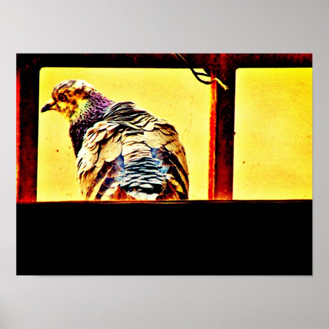 Affiche Pigeon coloré (Devant)