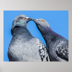 Affiche Pigeon Couple Kissing