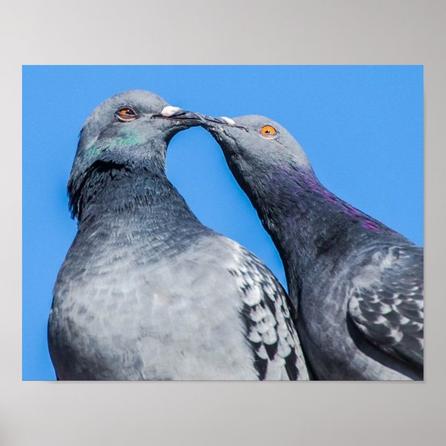 Affiche Pigeon Couple Kissing (Devant)