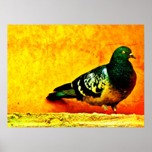 Affiche Pigeon dormant