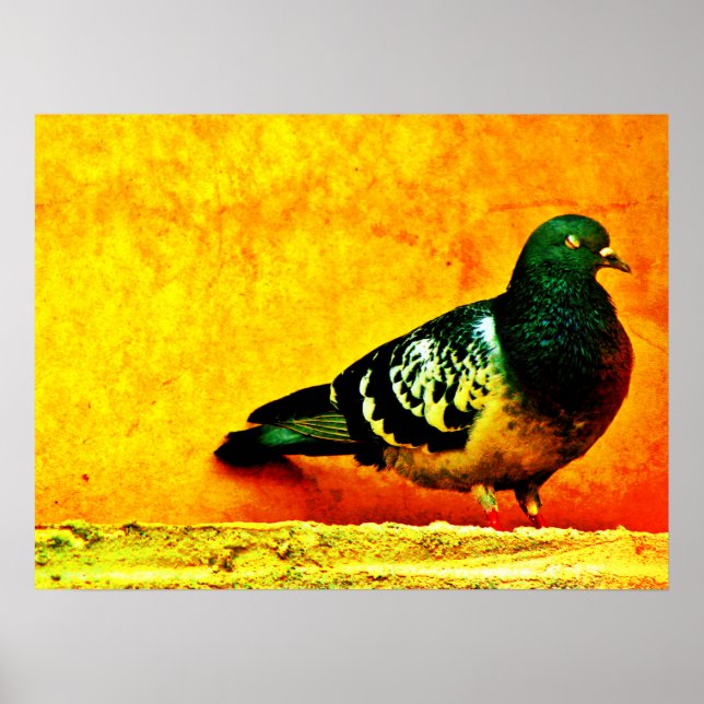 Affiche Pigeon dormant (Devant)