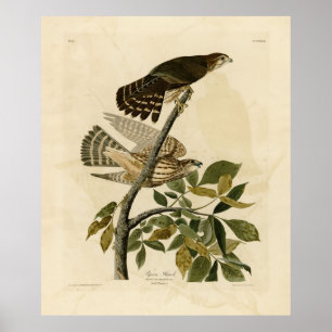 Affiche Pigeon Hawk (Merlin) - Audubon's Birds of America