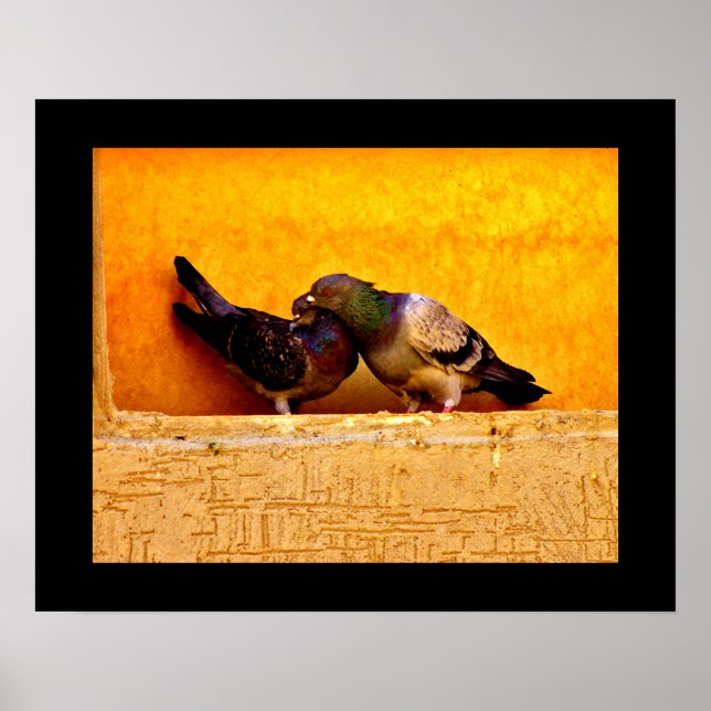 Affiche Pigeon Sweethearts (Devant)