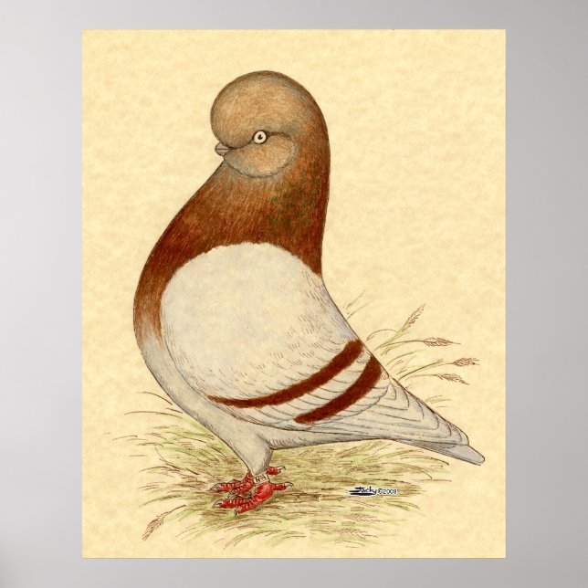 Affiche Pigeon Tumbler : LFCL Mealy (Devant)