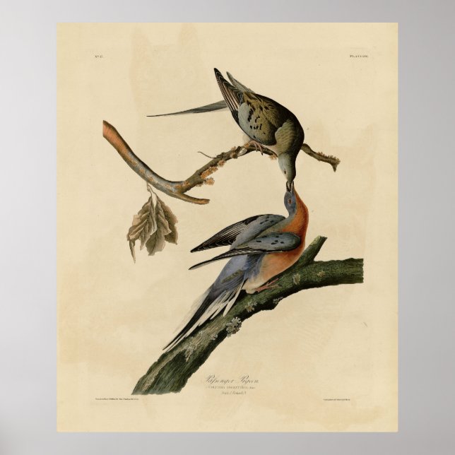 Affiche Pigeon voyageur des oiseaux d'Amérique d'Audubon (Devant)