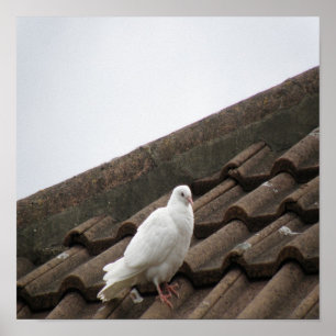 Affiche Pigeons 36