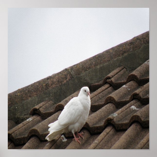 Affiche Pigeons 36 (Devant)