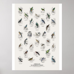 Affiche Pigeons - Bibliothèque du naturaliste
