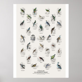 Affiche Pigeons - Bibliothèque du naturaliste