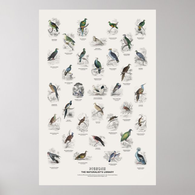 Affiche Pigeons - Bibliothèque du naturaliste (Devant)