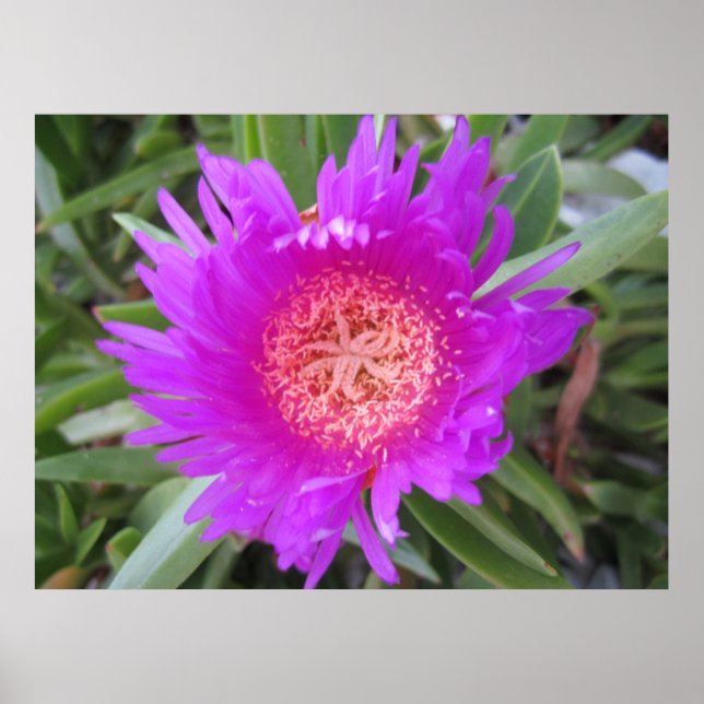 Affiche Pigface (Devant)