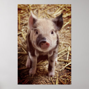 Affiche Piglet mignon