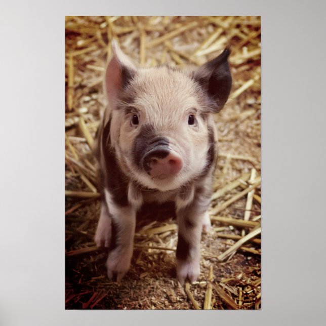 Affiche Piglet mignon (Devant)