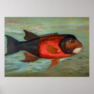 Affiche Pike de Sacramento par John L Petrie