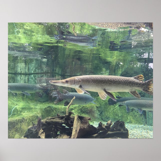 Affiche Pike fish (Devant)