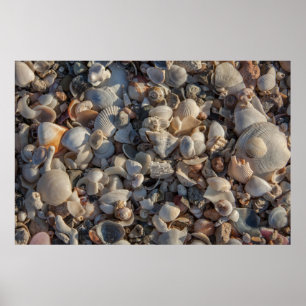 Affiche Pile De Coquillages