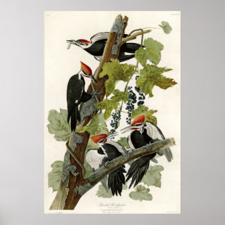 Affiche Pileated Woodpecker Birds of America
