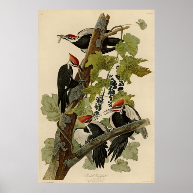 Affiche Pileated Woodpecker from Audubon Birds of America (Devant)
